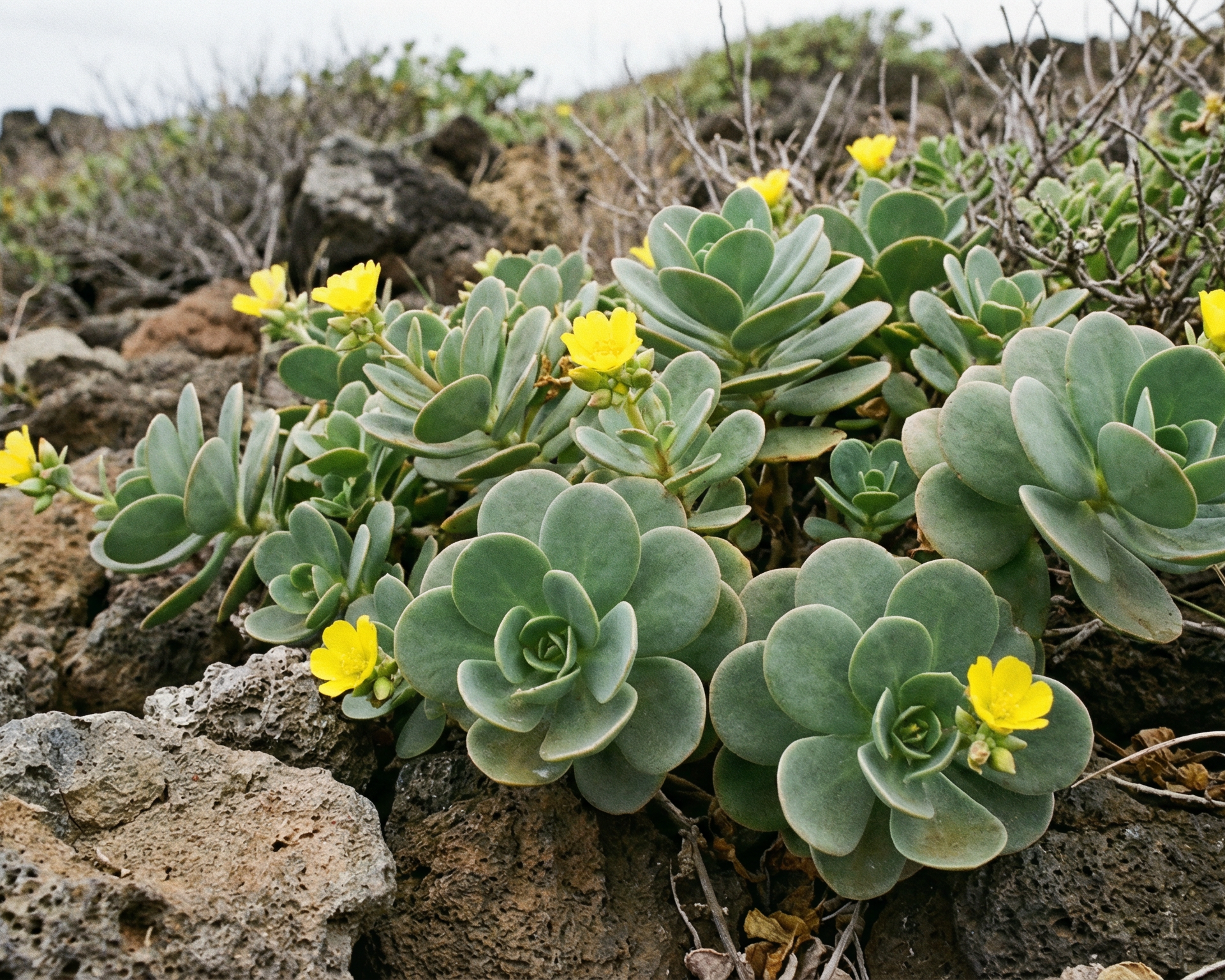 Purslane