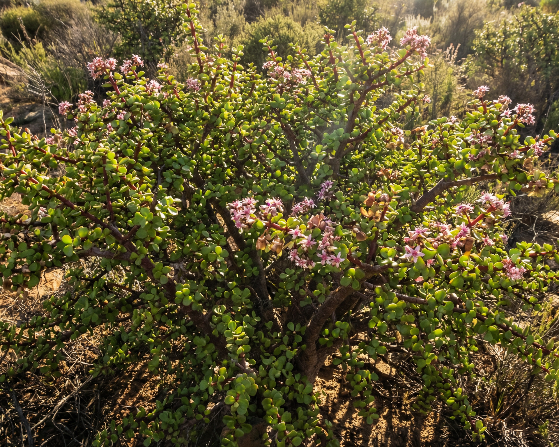 Elephant bush (spekboom)