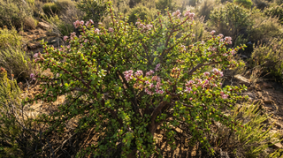 Elephant Bush