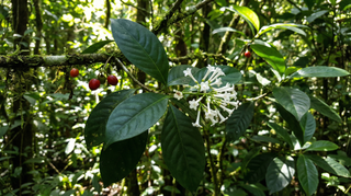 Wild Coffee