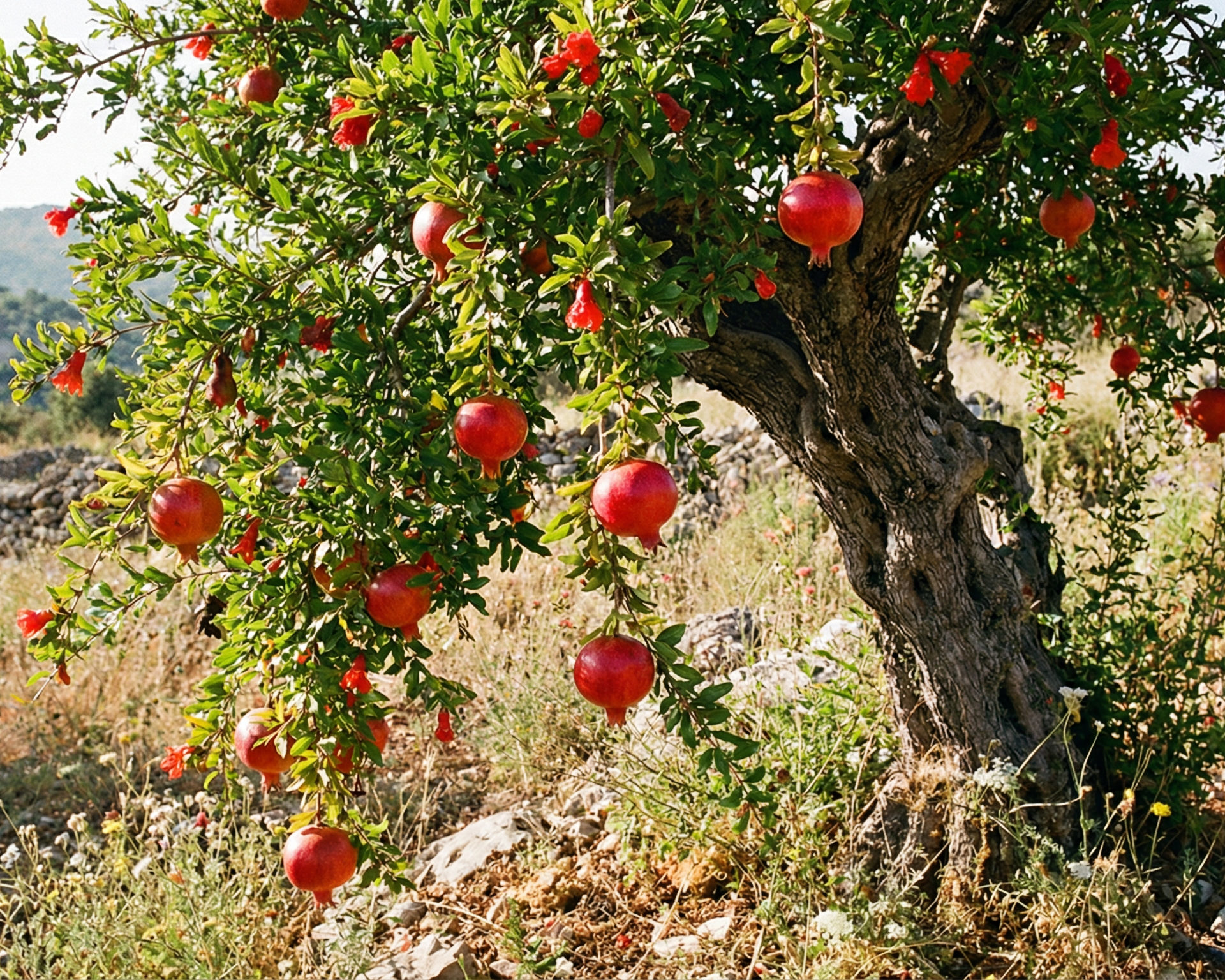 Pomegranate