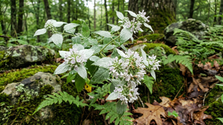 Mountain Mint