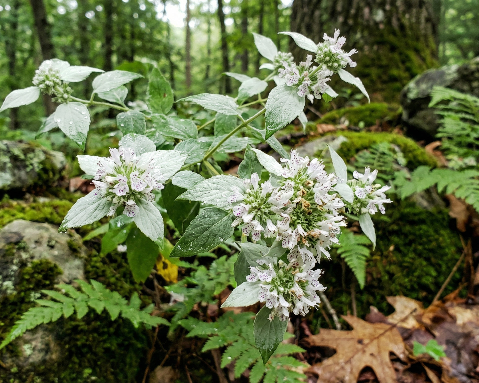Mountain mint