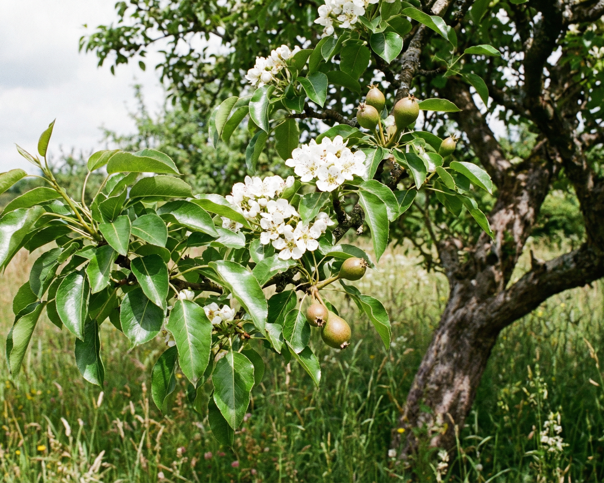 European Pear