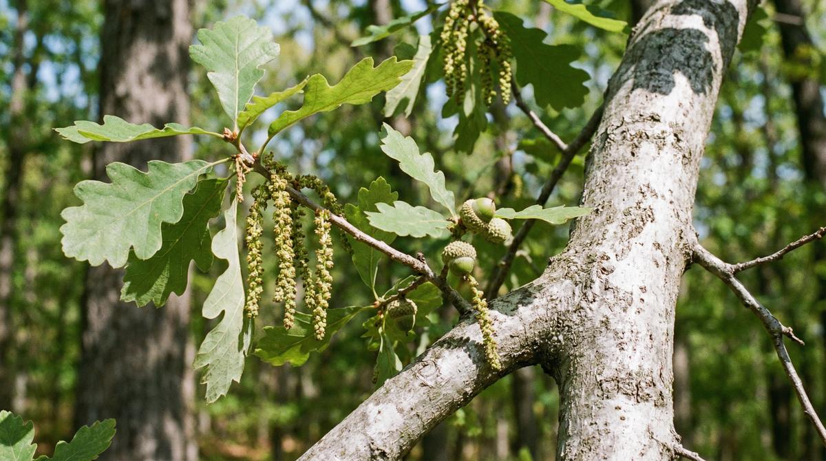 Oak