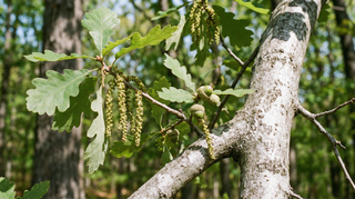 Oak