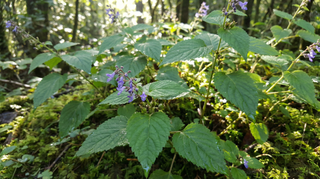 Spurflower