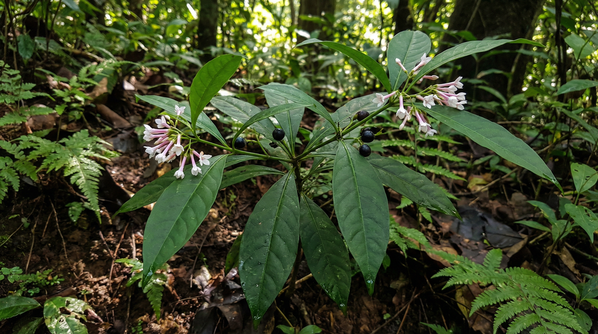 Indian Snakeroot