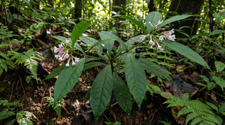 Indian Snakeroot