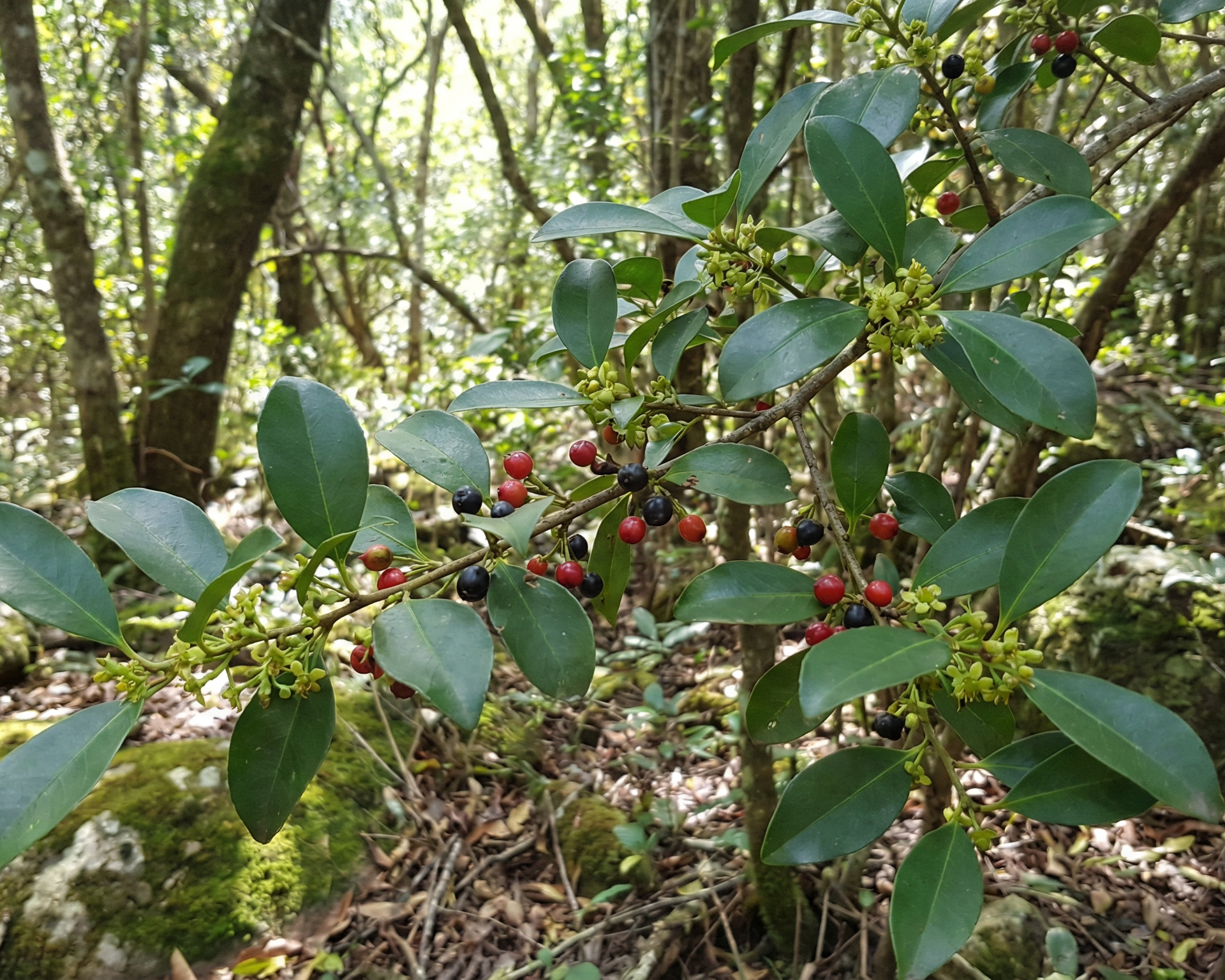 Buckthorn