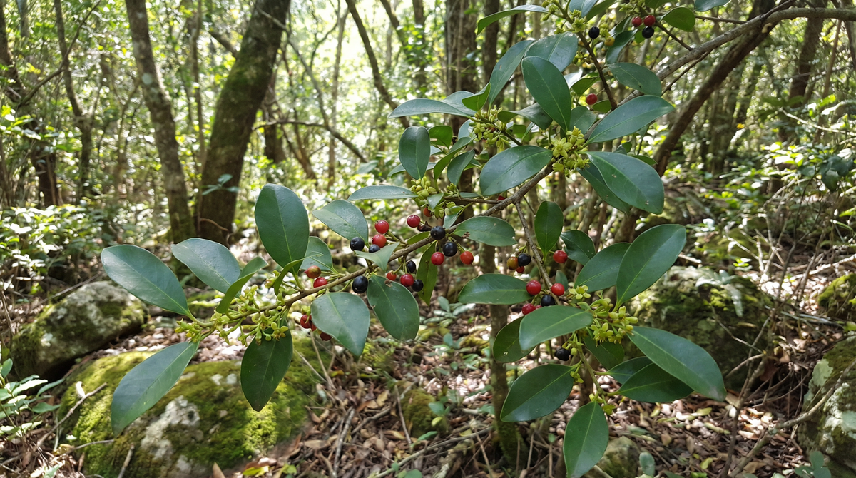 Buckthorn