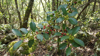 Buckthorn