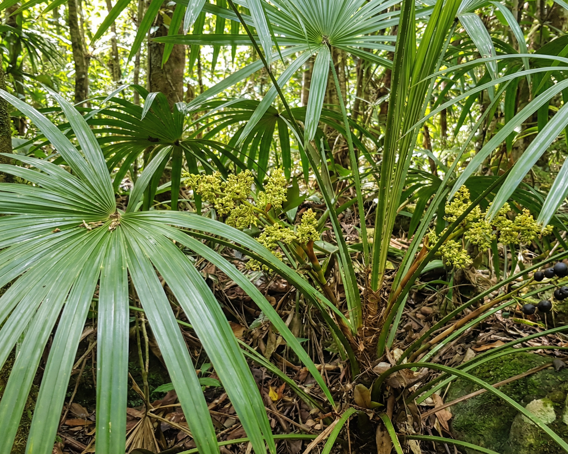 Lady Palm