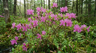 Rhododendron