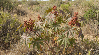 Castor Bean