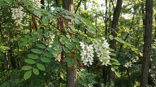 Black Locust