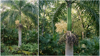 Royal Palm