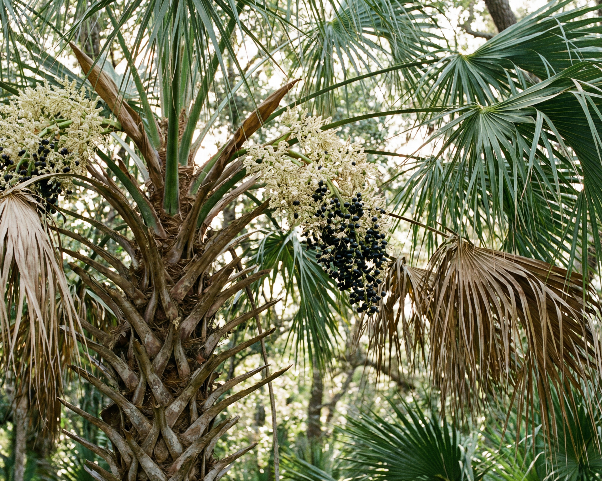 Cabbage Palmetto