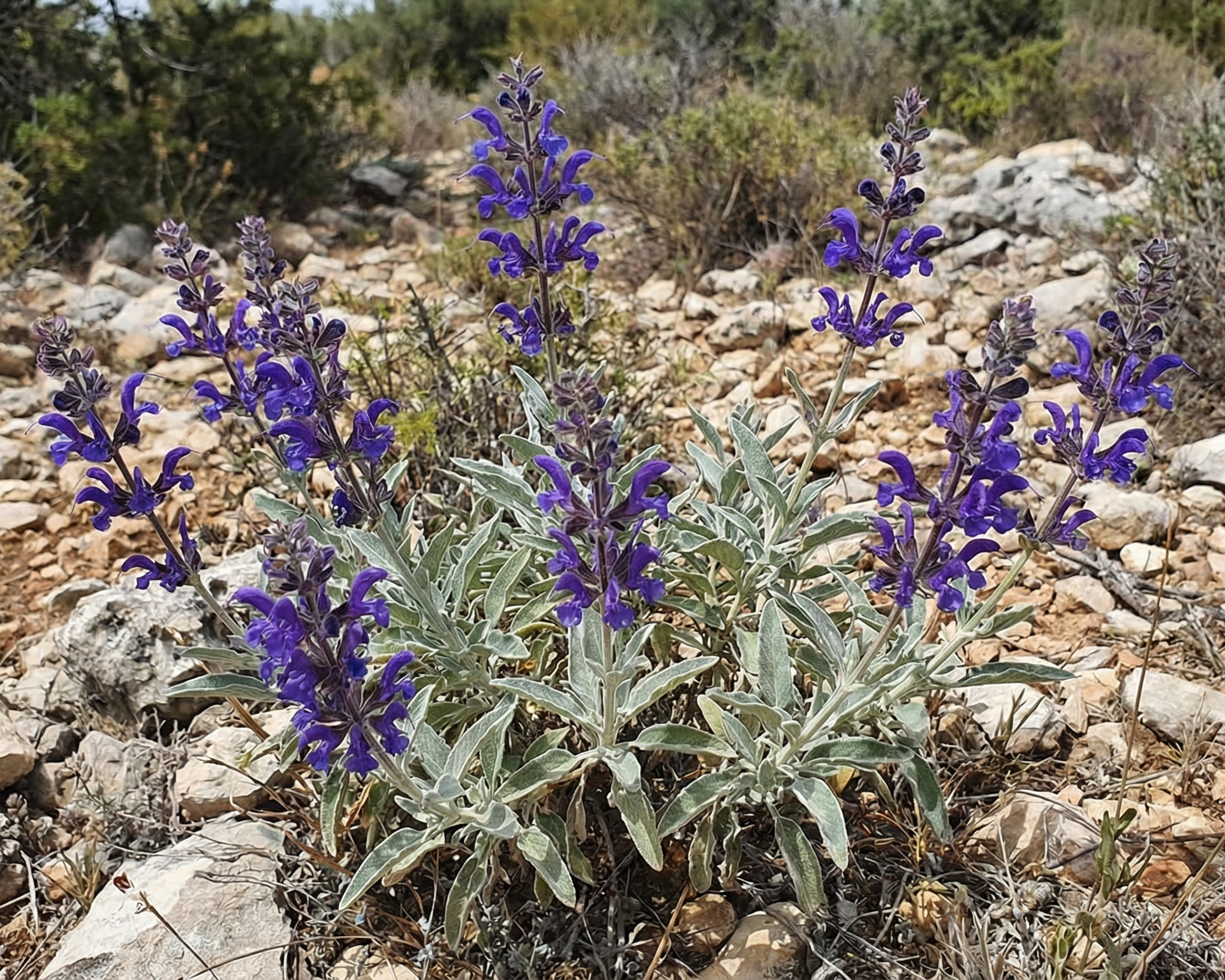 Rosemary