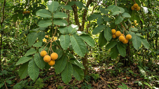 Santol