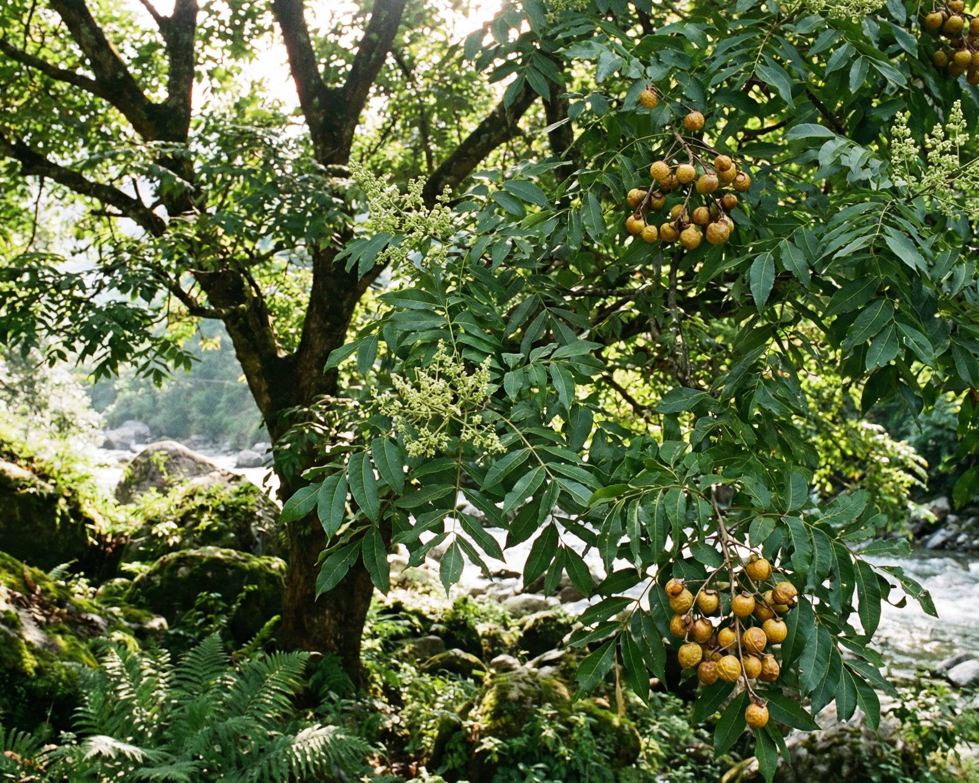 Soapberry (soap nut)