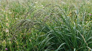 Tall Fescue