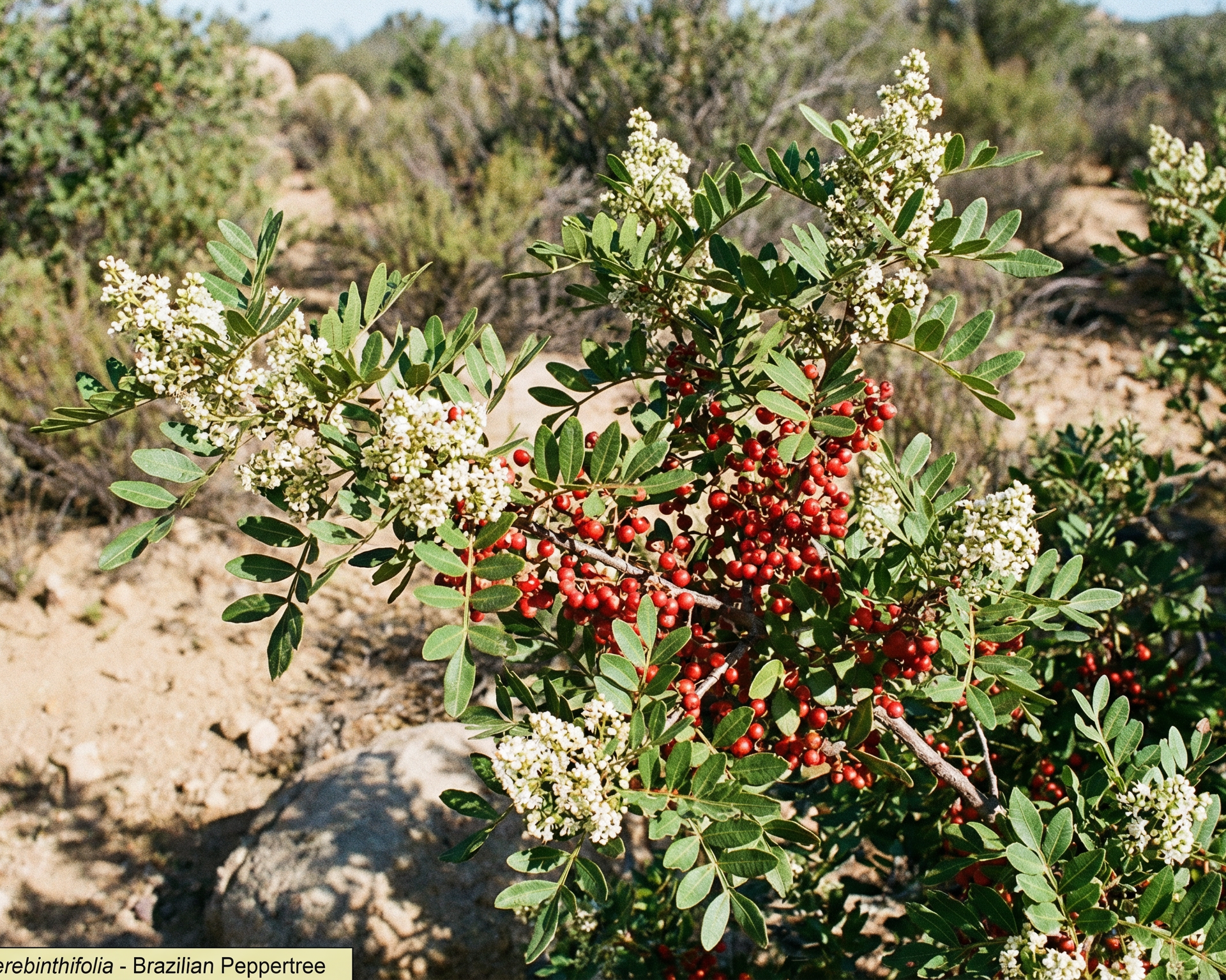 Peruvian Pepper Tree