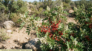 Pepper Tree