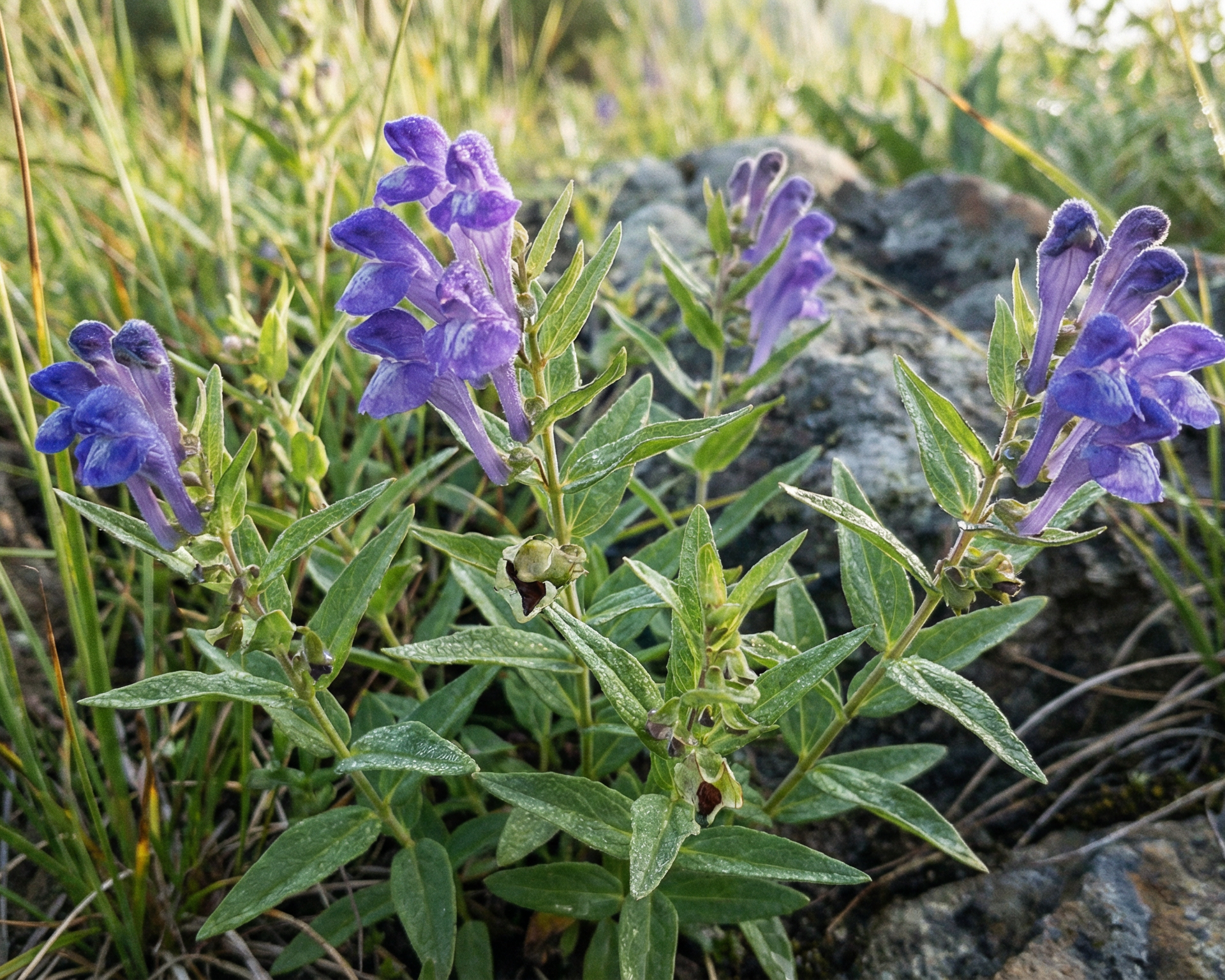 Blue skullcap