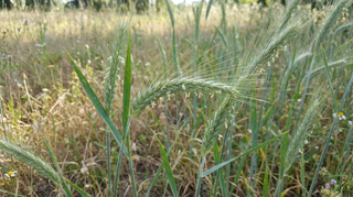 Rye