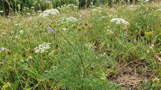 Milk Parsley