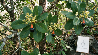 Marking Nut Tree