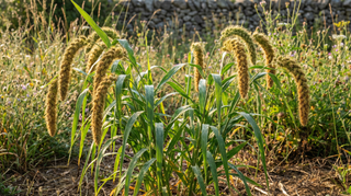 Foxtail Grass