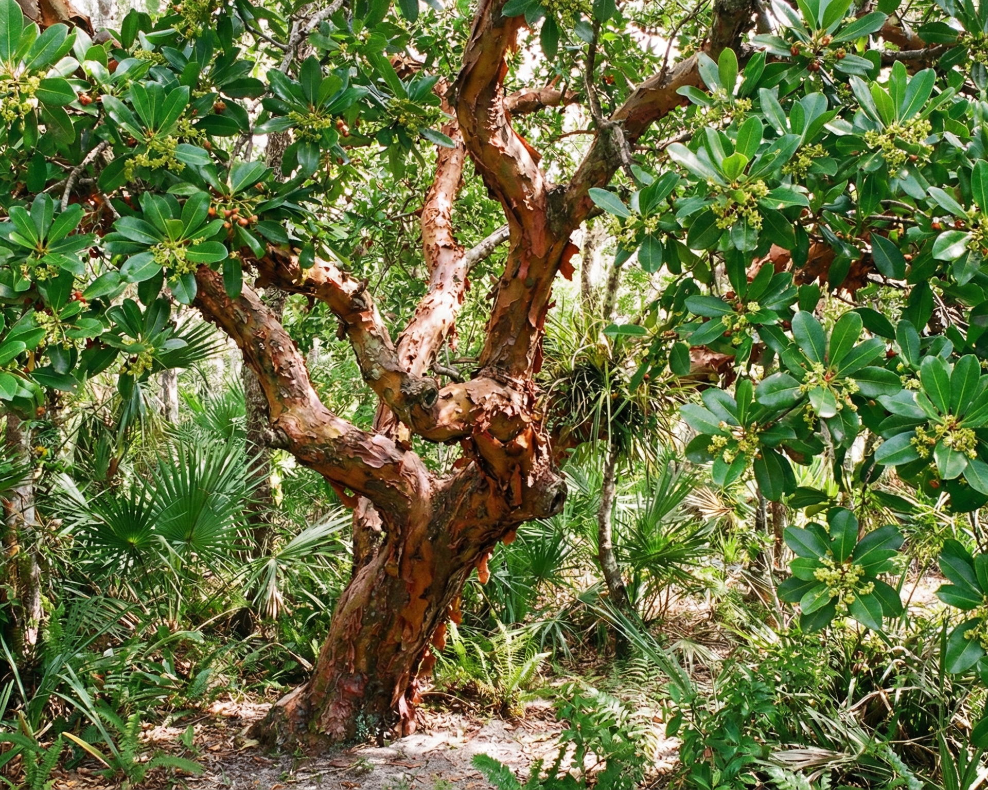 Bully tree