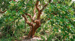 Bully Tree