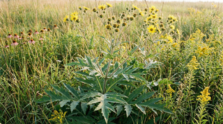 Rosinweed