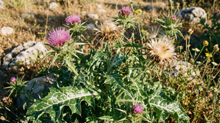 Milk Thistle