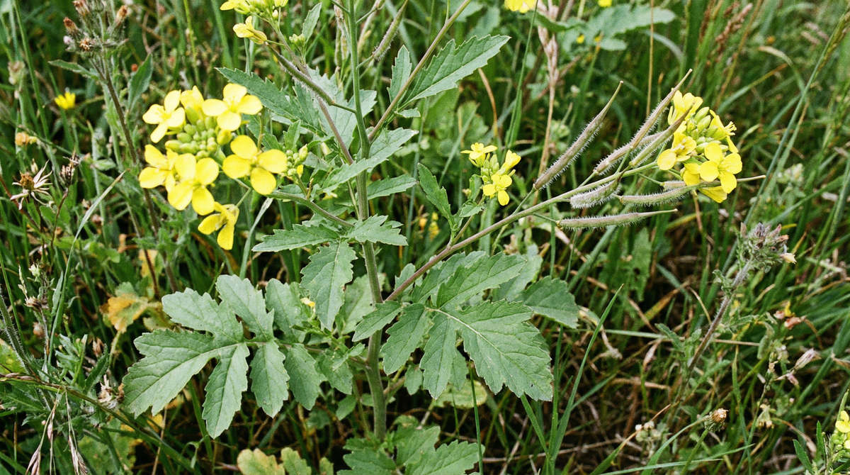 White Mustard