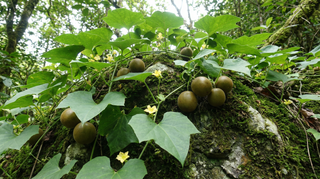 Monk Fruit