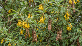 Kowhai