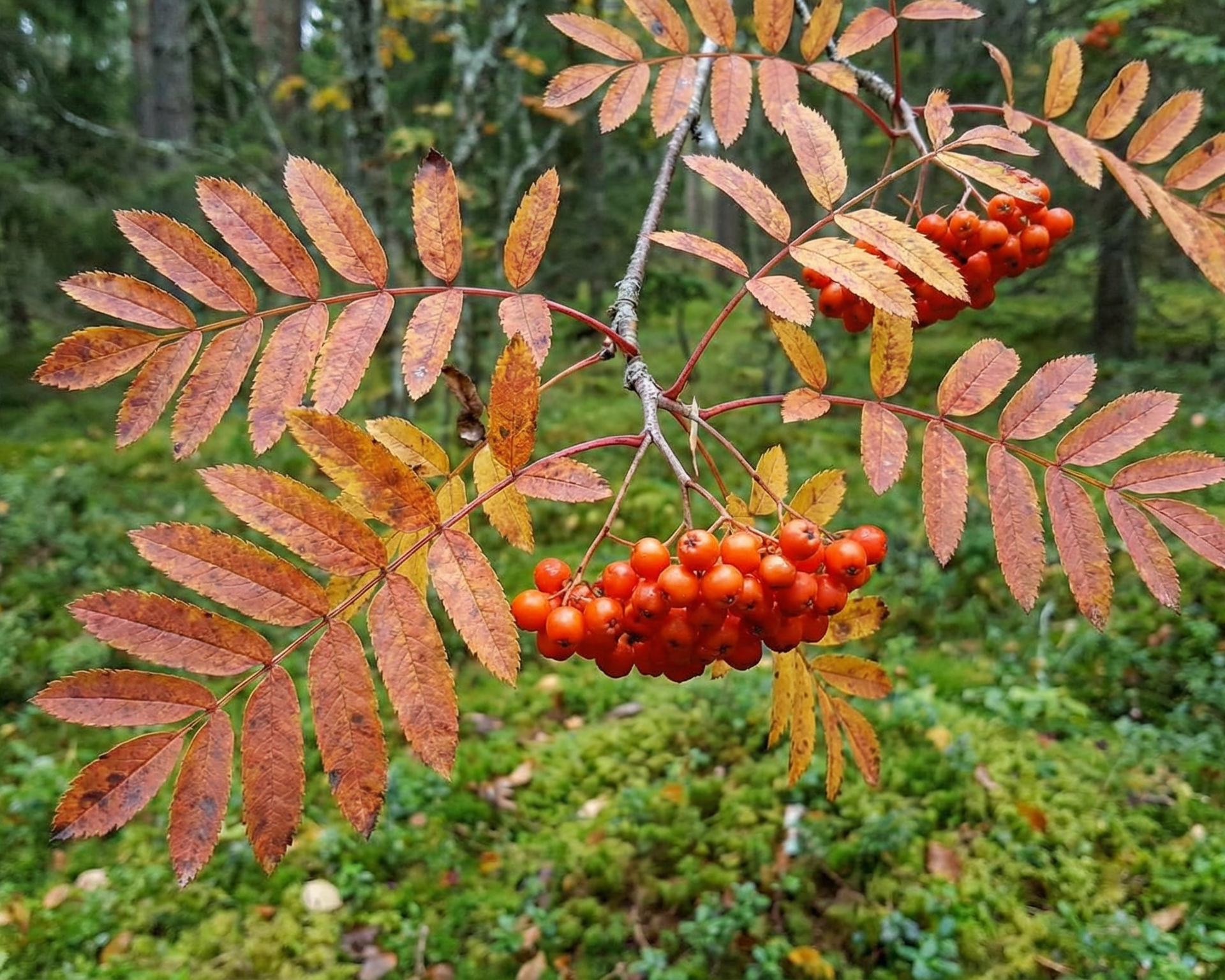 Rowan