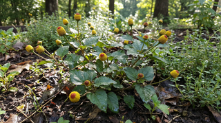 Toothache Plant