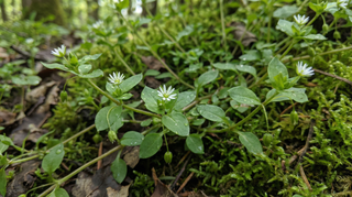 Chickweed
