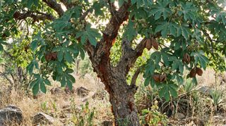 Tropical Chestnut