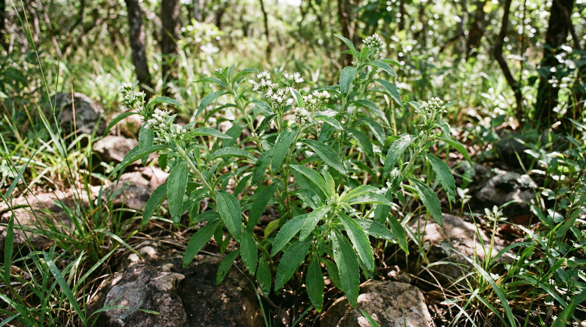 Stevia