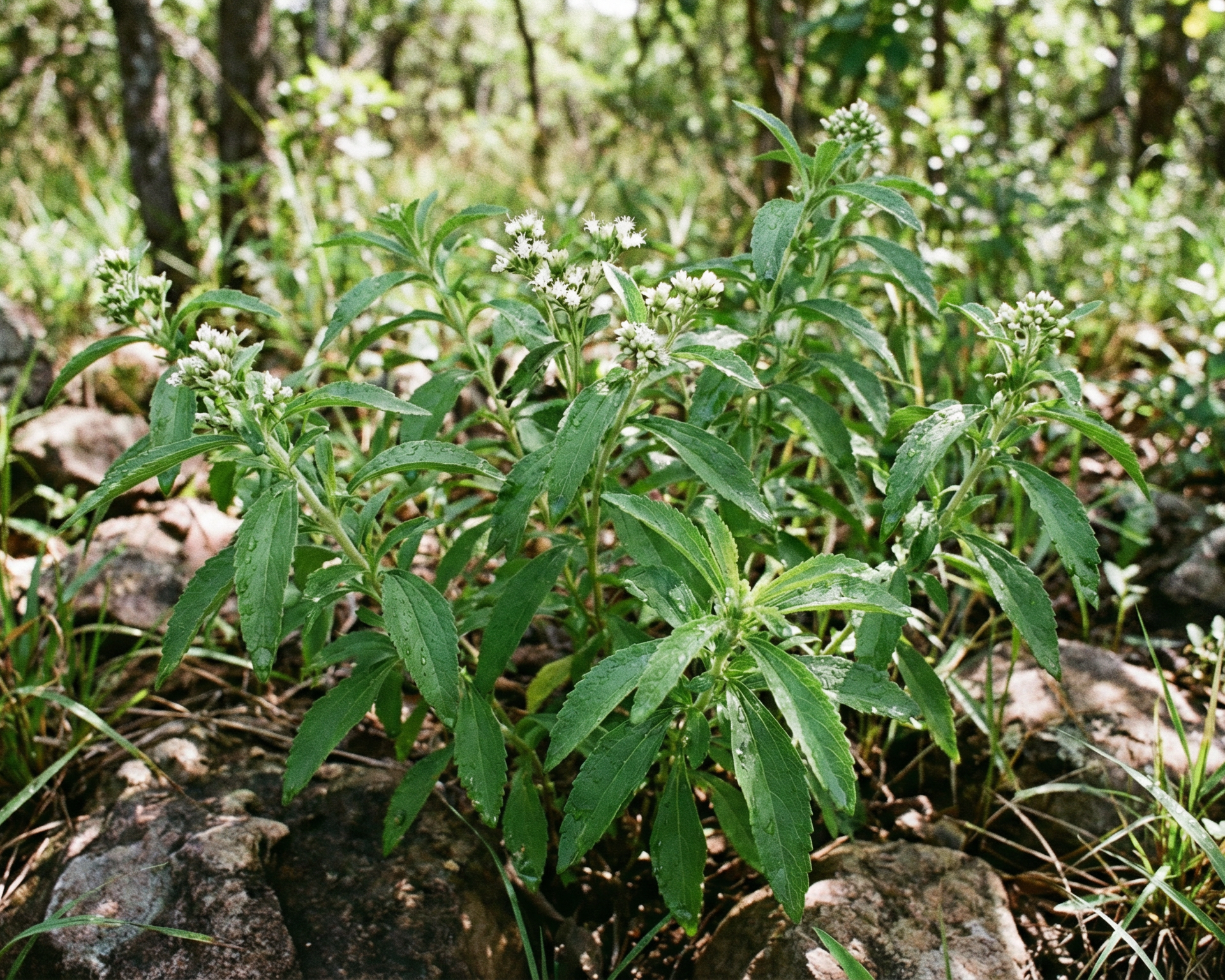 Stevia (Candyleaf)