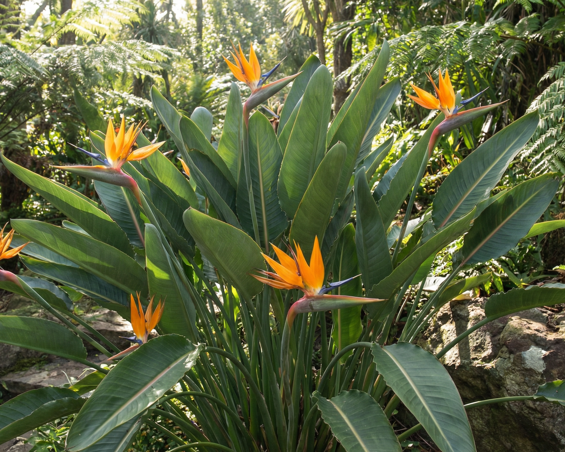 Bird Of Paradise