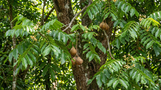 Mahogany