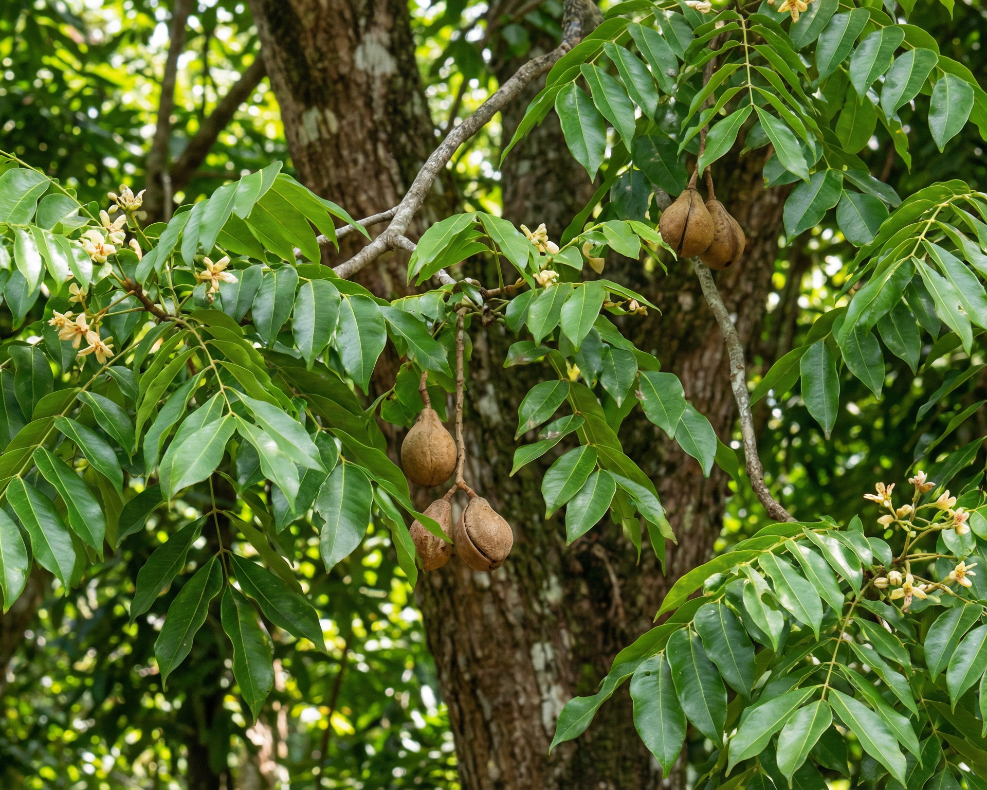Mahogany