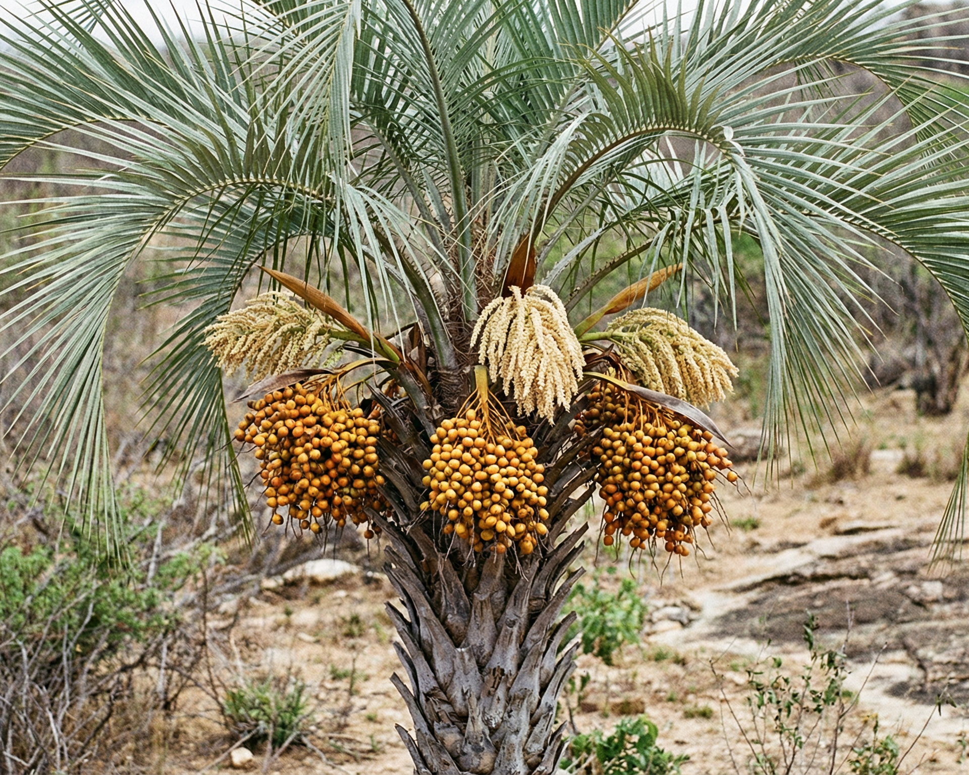 Queen Palm